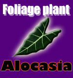 alocasia