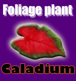 caladium